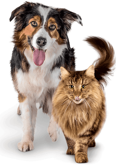 PETS