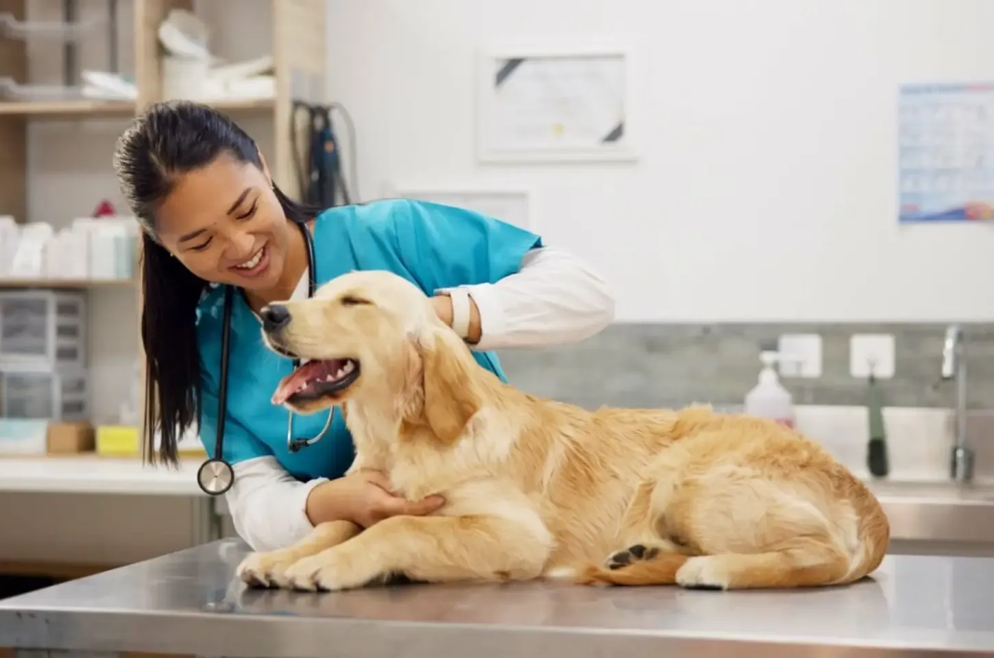 Veja a importância das consultas de rotina para os animais