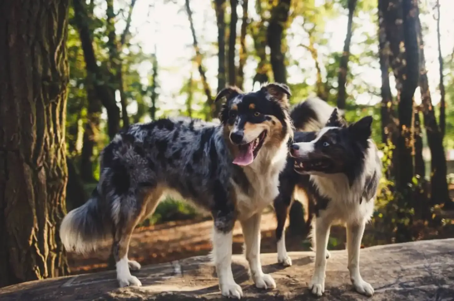 8 diferenças entre as raças border collie e pastor australiano