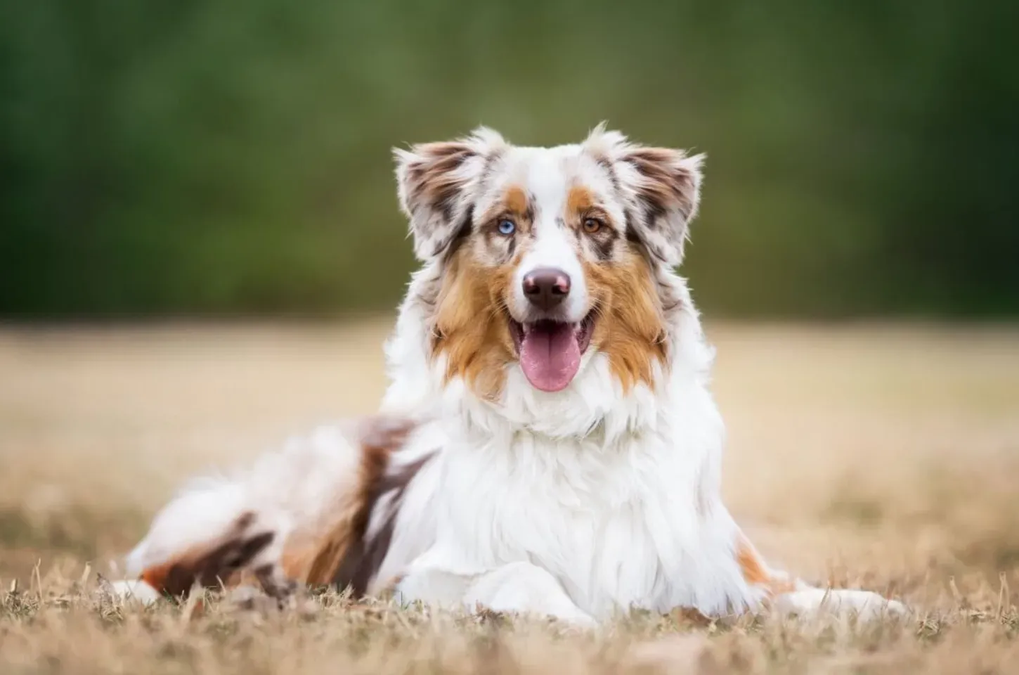 4 características do cachorro da raça pastor australiano