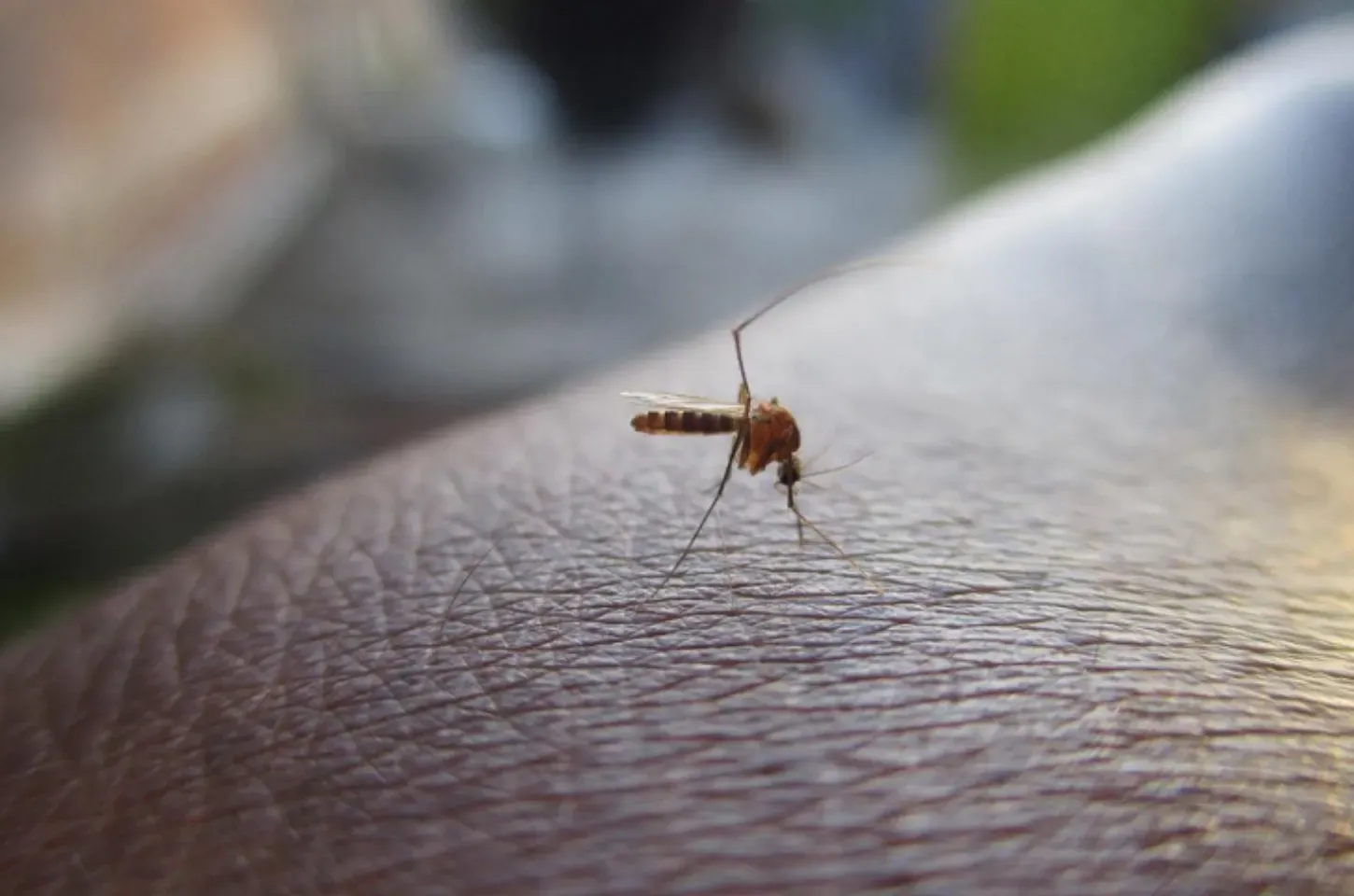 Anvisa aprova vacina contra chikungunya do Instituto Butantan