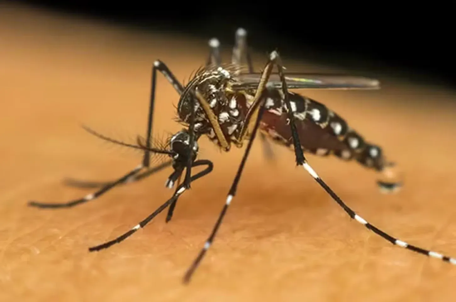 Tupã registra 4ª morte por chikungunya e prefeitura recorre à Justiça para realizar vistoria de focos do Aedes em imóveis