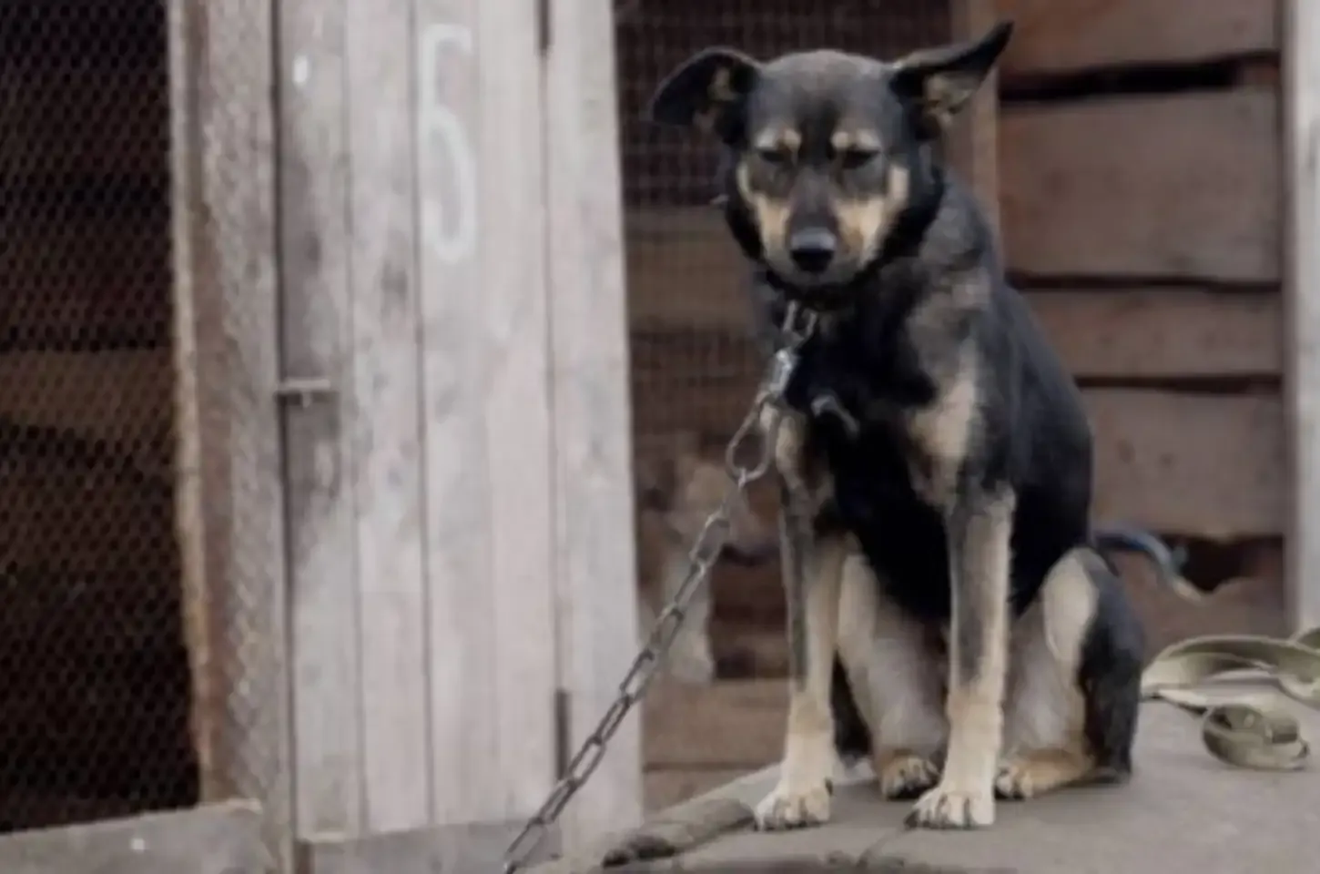Quem acorrentar cães e gatos de forma inadequada pagará multa de até R$ 37 mil no estado de São Paulo