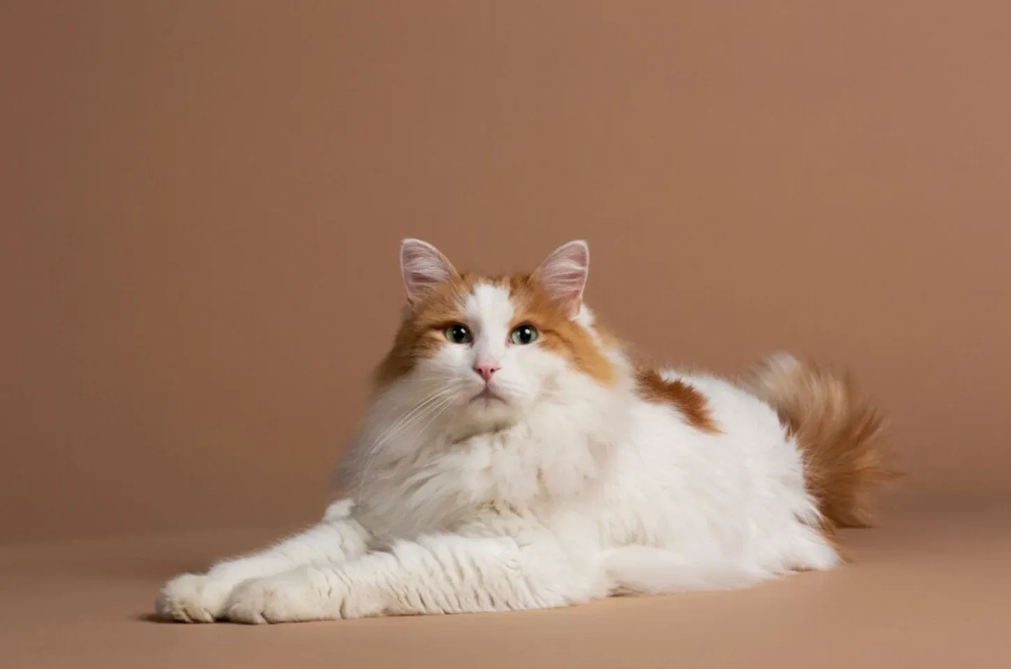 4 características do gato da raça van turco