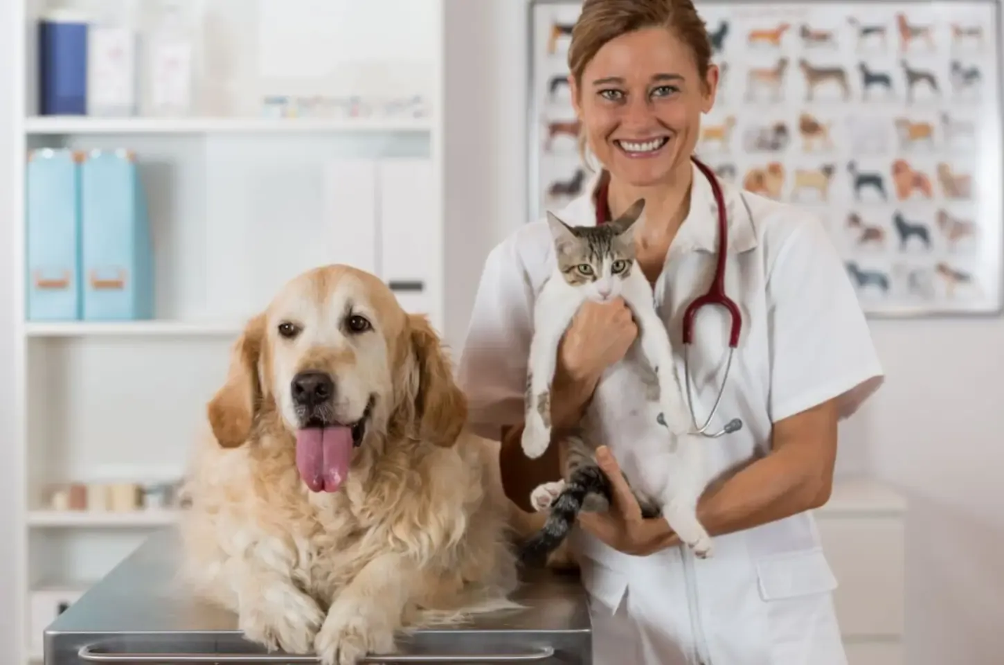 7 doenças renais comuns em animais de estimação