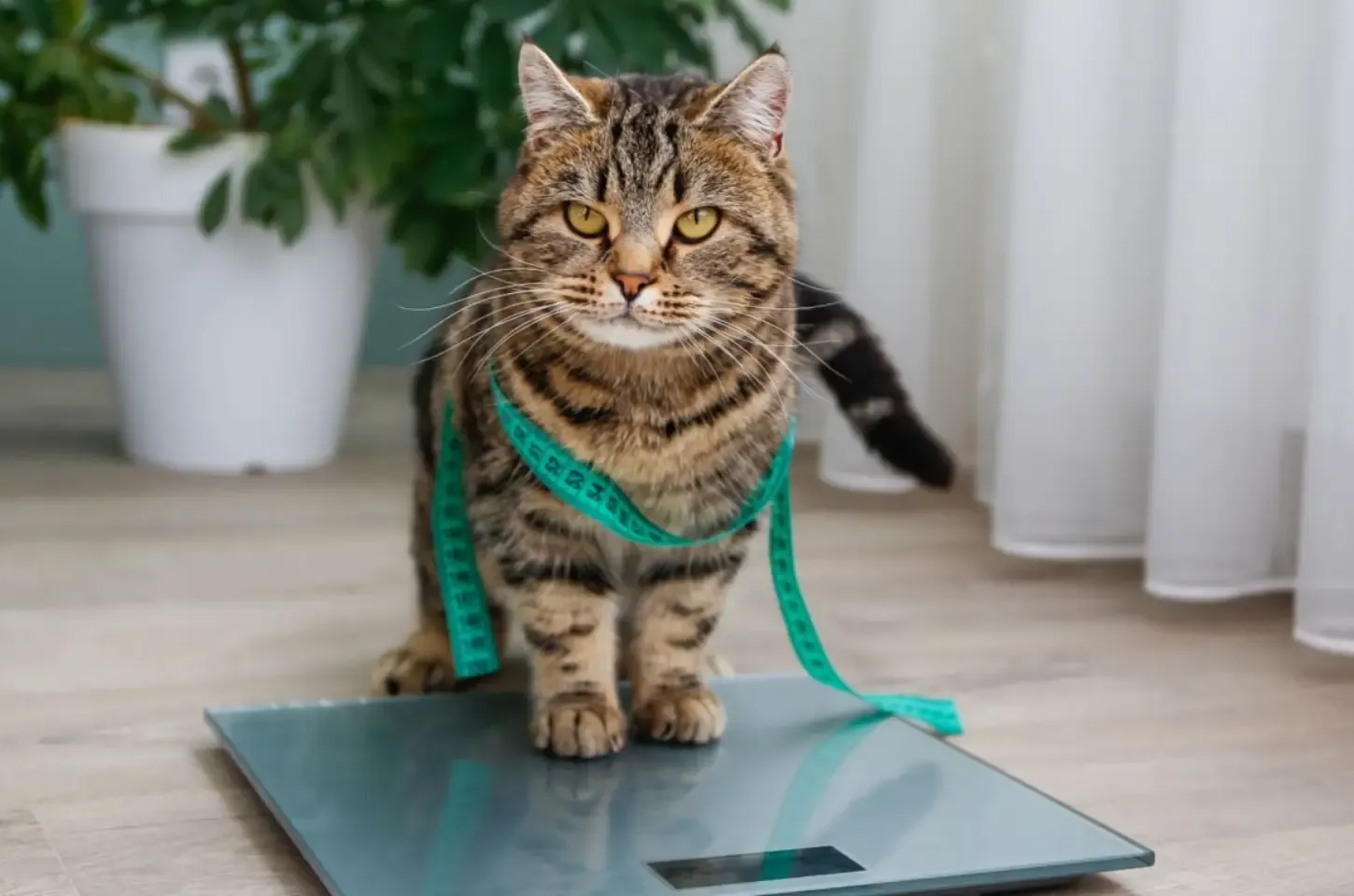 7 riscos da obesidade para cães e gatos