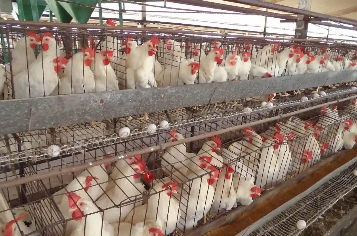 Islândia reafirma compromisso com ovos cage-free