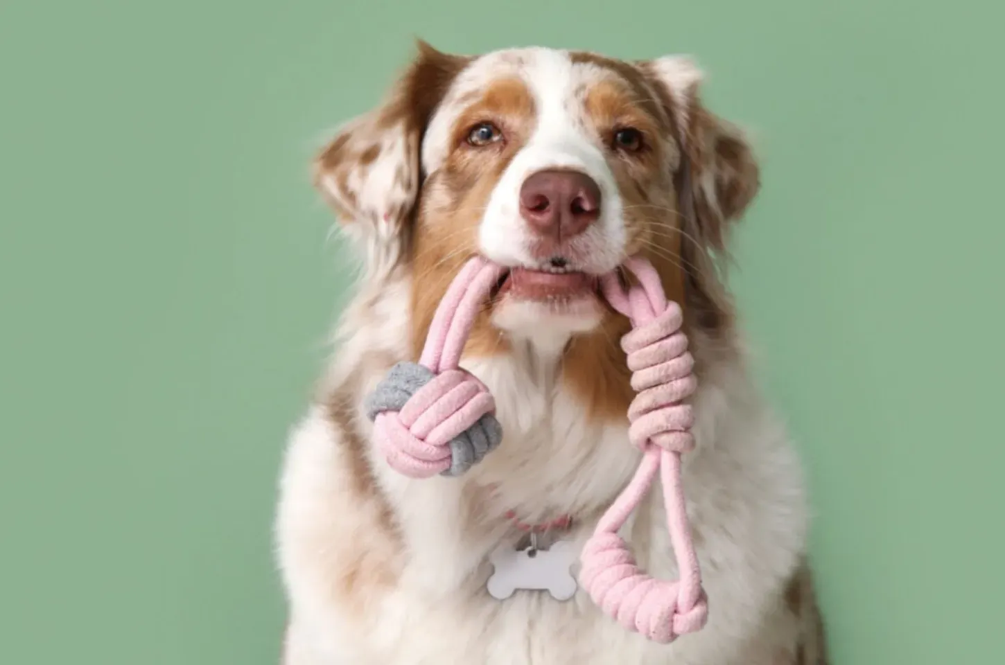 10 nomes para cachorros com muita energia