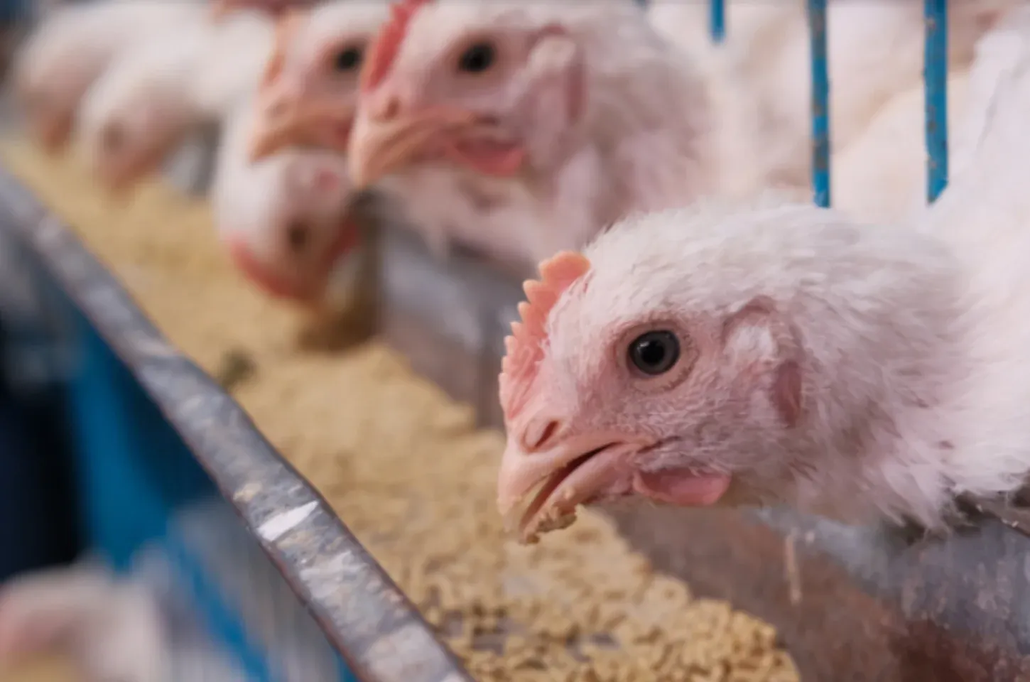 CHILE E ARÁBIA SAUDITA LIBERAM IMPORTAÇÃO DE FRANGO BRASILEIRO