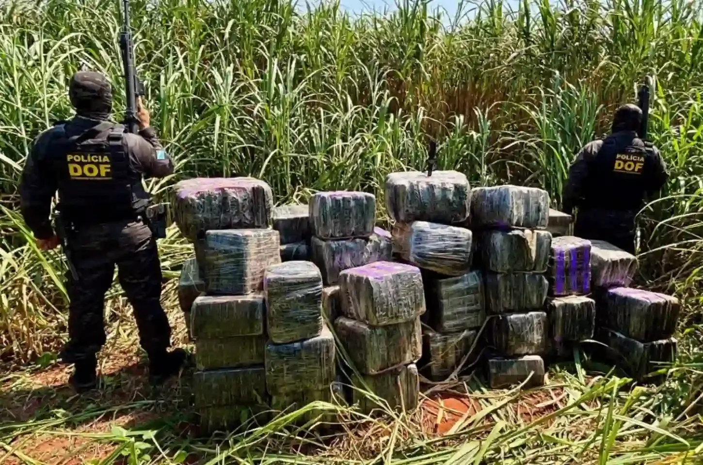 Maconha avaliada em mais de R$ 5,5 milhões é apreendida em assentamento rural de Itaquiraí