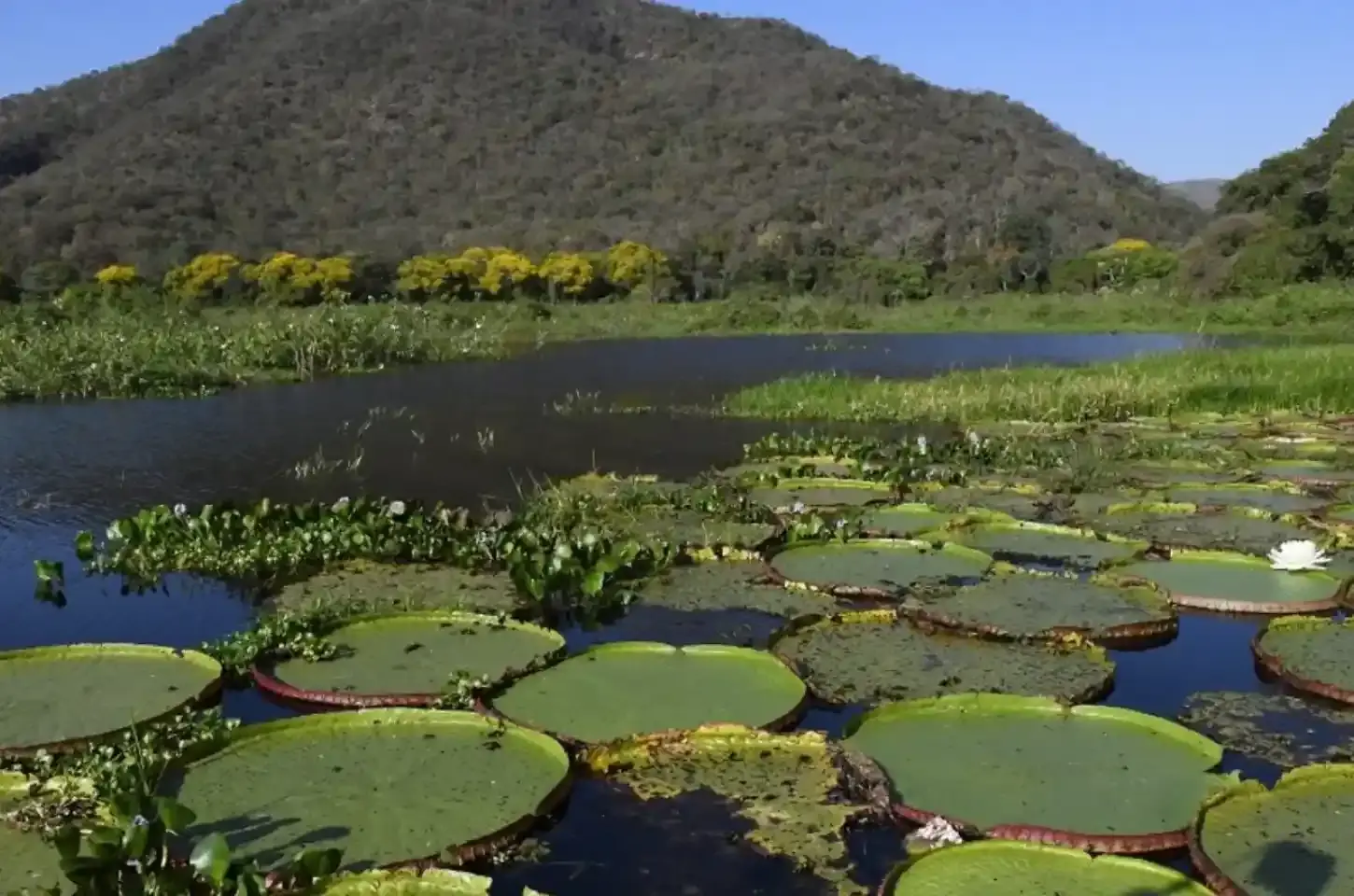 Pantanal de MS é destaque em evento da Embratur em Nova York