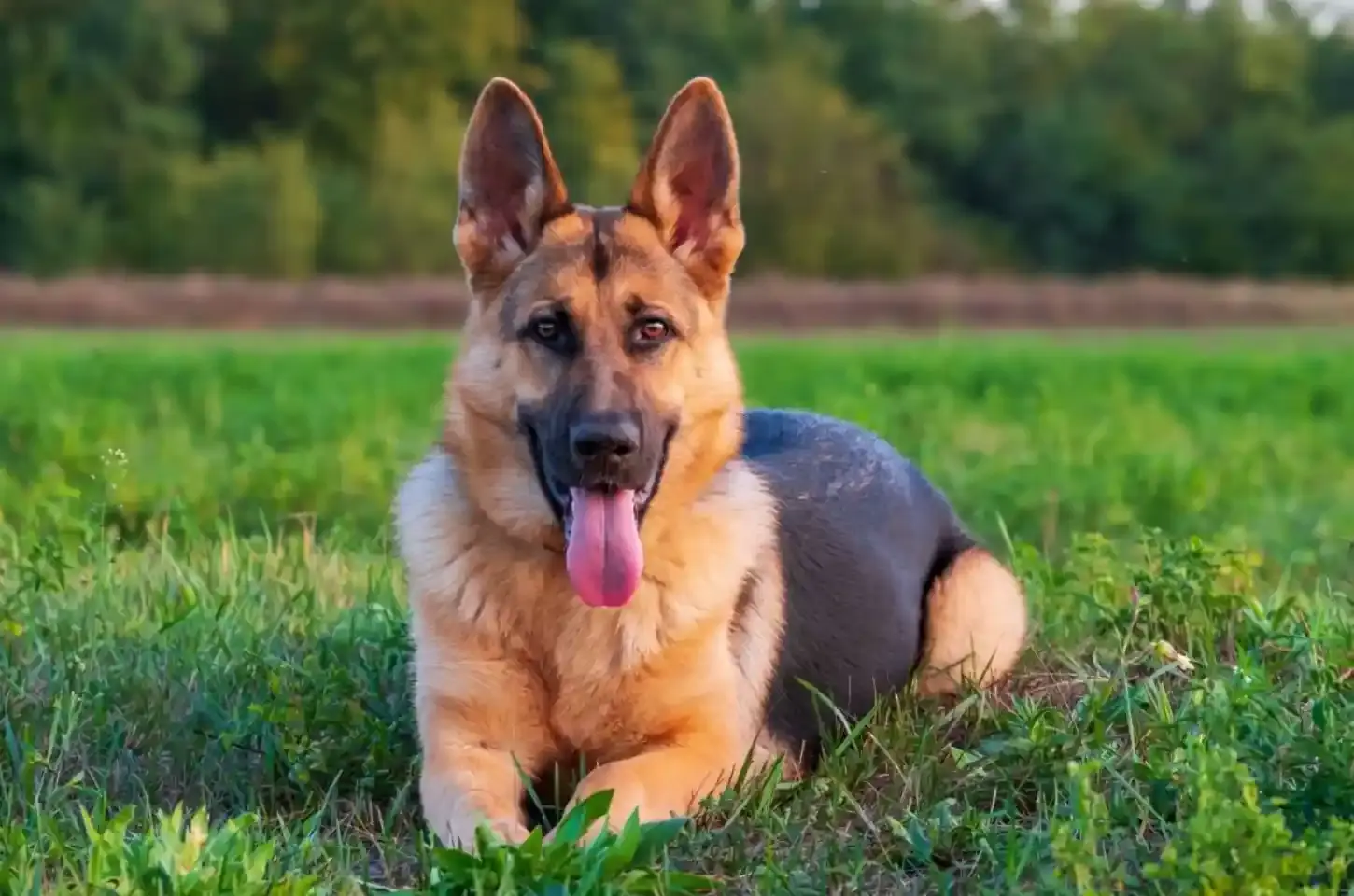 Cão de guarda: 10 melhores nomes para cachorros protetores
