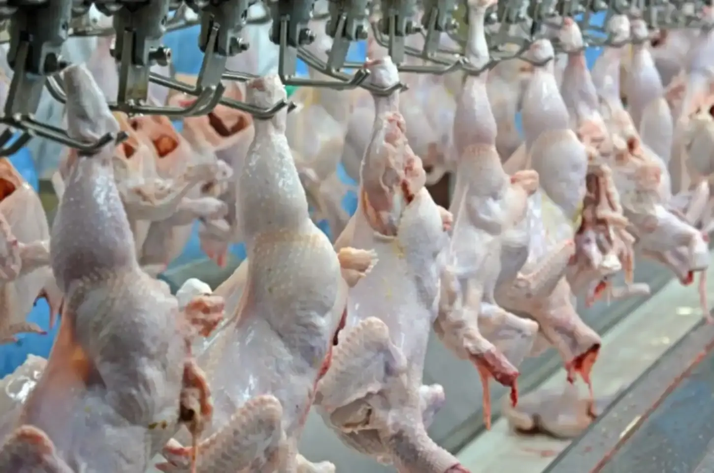 Produtores de frango de MS voltam a exportar para a China após suspensão