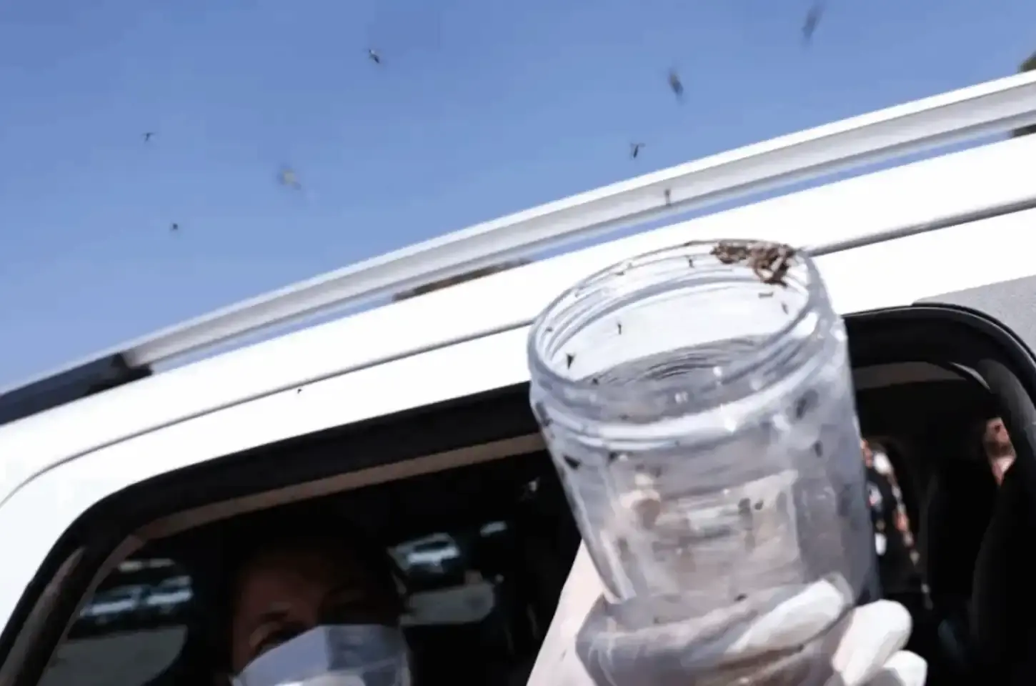 Saúde libera mosquitos estéreis para frear reprodução do Aedes