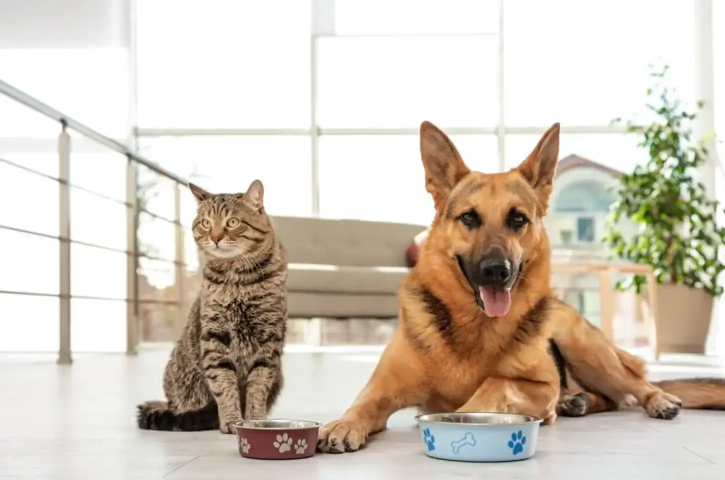 5 alimentos humanos proibidos para animais de estimação