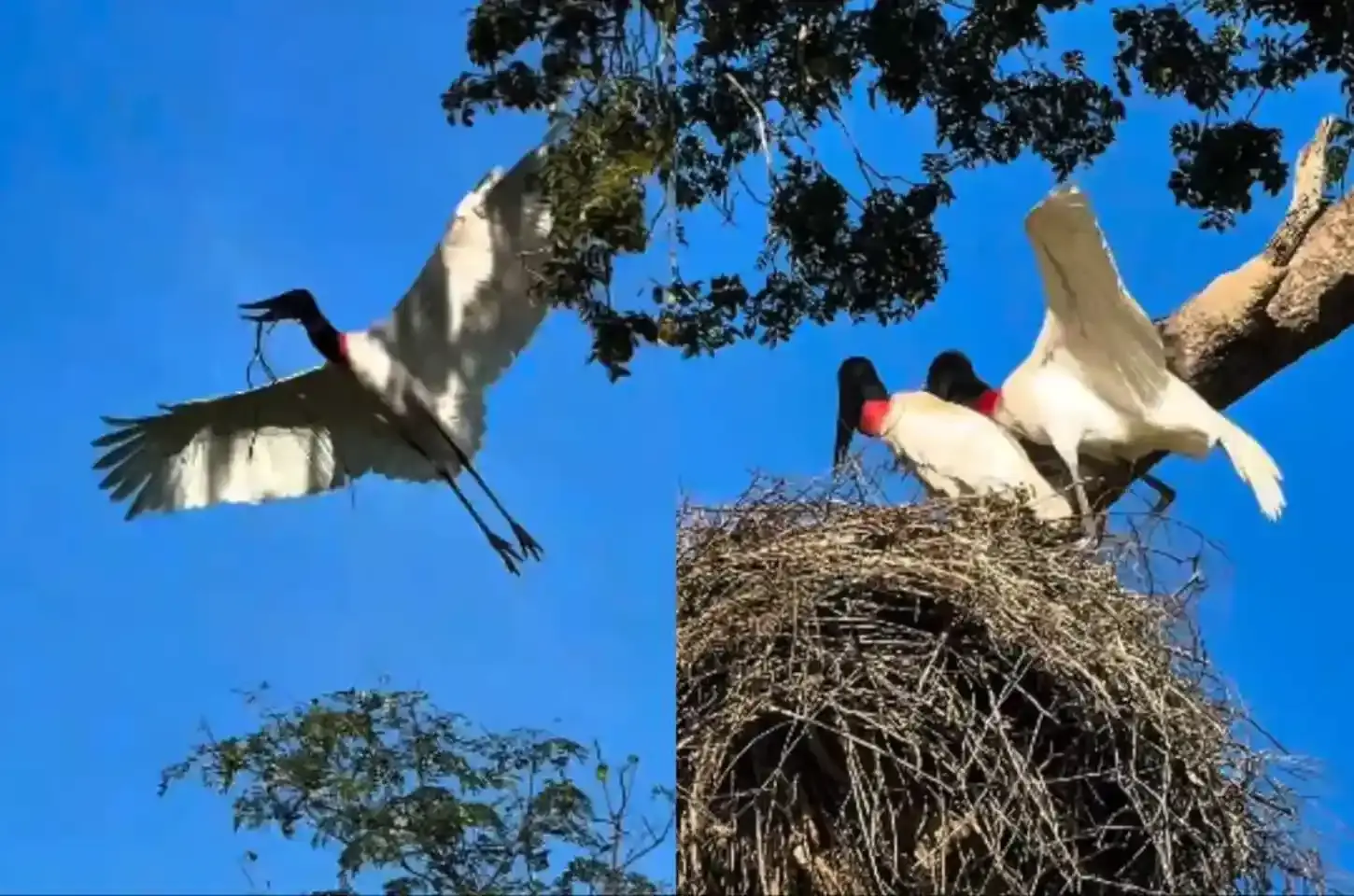 Majestosos: casal de tuiuiús constrói ninho no Pantanal de MS