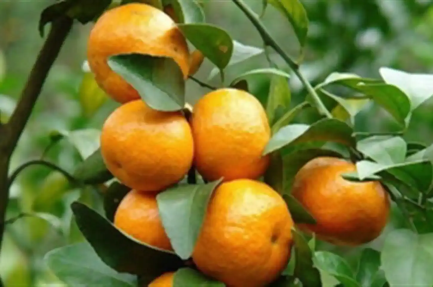 Produção de tangerina cresce no Paraná